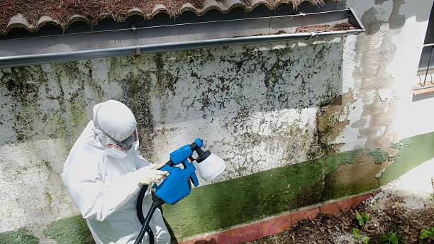 Trusted Mold Inspection service in Washington, DC - Cheap Mold Removal